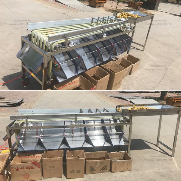 Fruit Vegetable Sorter Potato Tomato Grading Production Line Dates Grade Sorting Machine / Saudi Arabia Dates Grading Machine