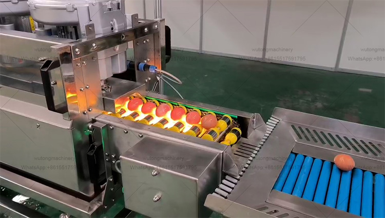 Egg Processing Line