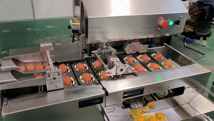 Egg Processing Line