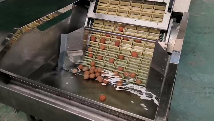 Egg Processing Line